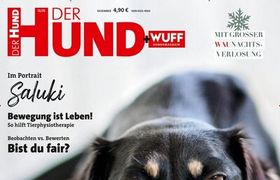 Der Hund Abo