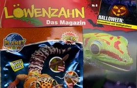 Löwenzahn