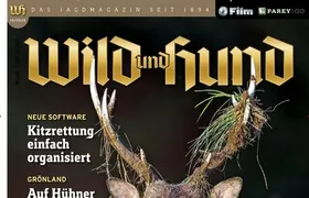 Wild und Hund